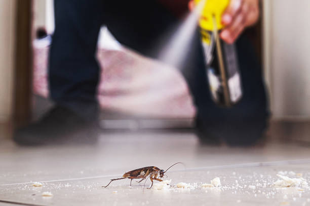 Best Wasp Removal Services  in White City, UT