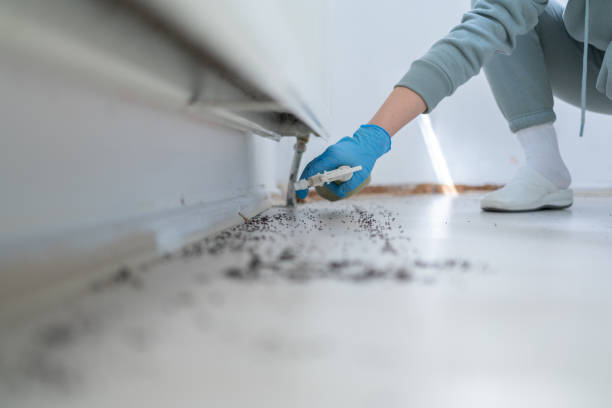 Wasp Removal Services in White City, UT